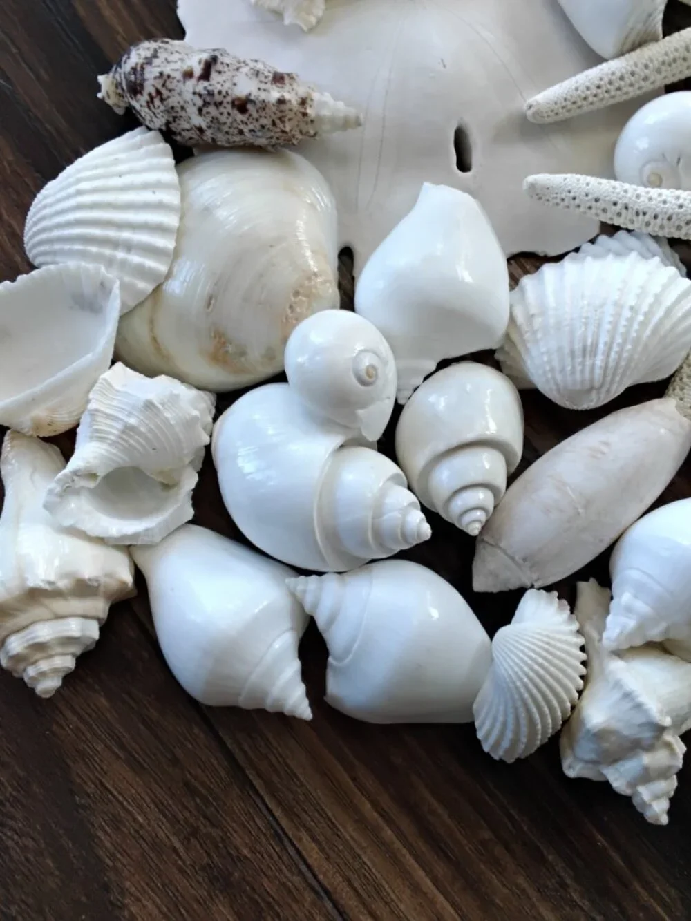 Lot of 38 Assorted Seashells of Various Specimens & Sizes. Beach Coastal Decor